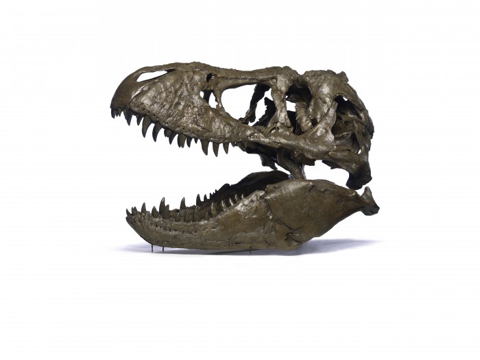700x525 T Rex Skull On White T Rex Skull Png Vector, Clipart
