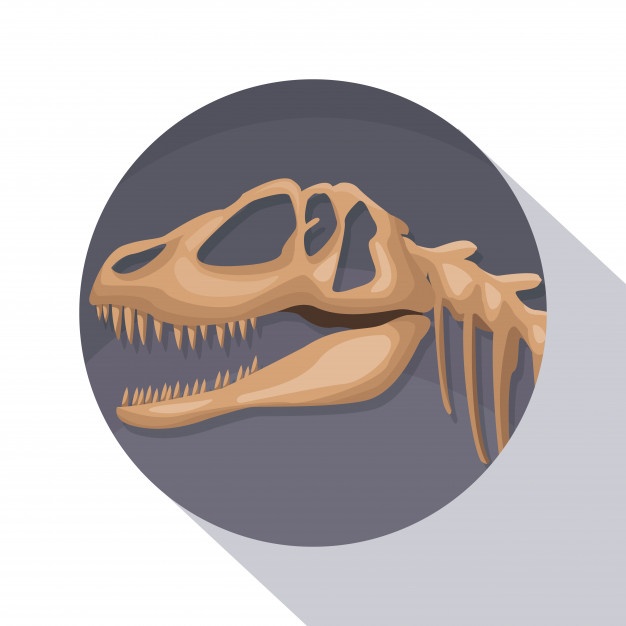626x626 Dinosaur Skeleton Vectors, Photos And Free Download