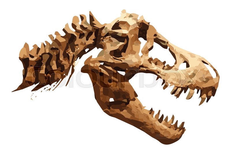 800x534 Vector Skeleton Of Tyrannosaurus Rex