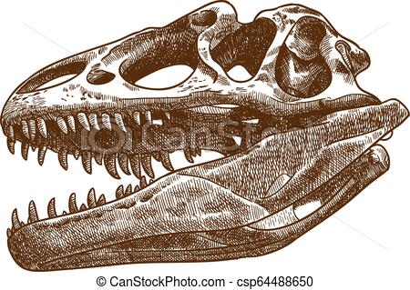 450x319 Engraving Illustration Of Tyrannosaurus Skull Vector Antique