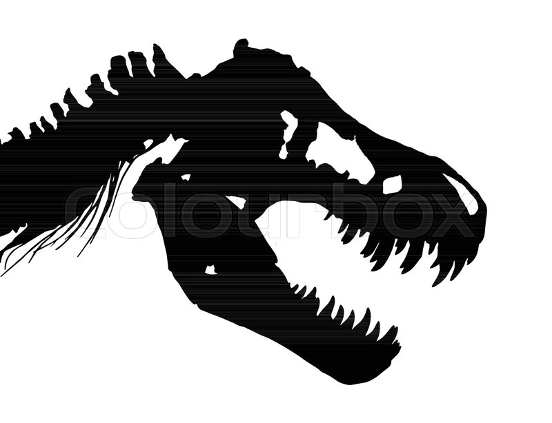 Skeleton Of Tyrannosaurus Rex 800x614 Skeleton Of Tyrannosaurus Rex