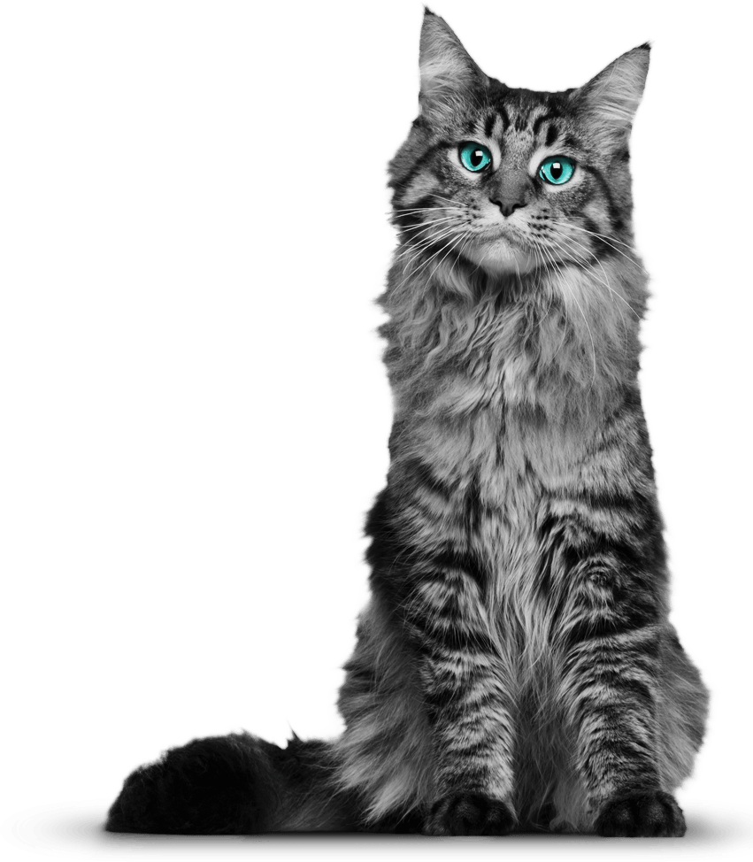 851x974 Tabbies Cat Vector Transparent Download Png Files, Free Clip Art