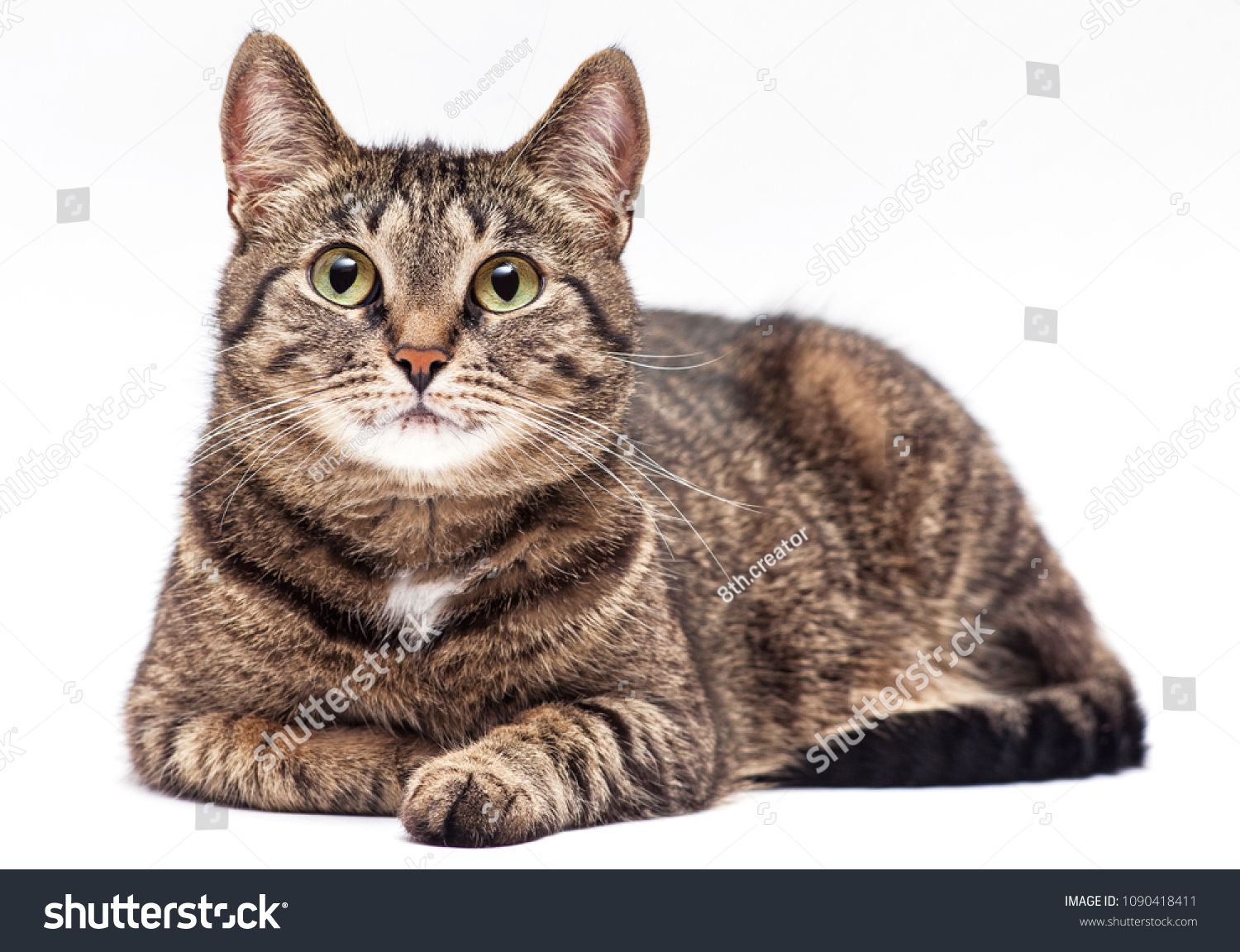 1500x1152 Tabby Cat On White Background Cat Tabby Background White