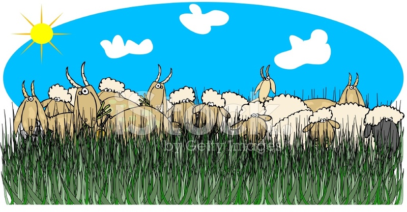 800x417 Sheep Goats In Tall Grass Stock Vector