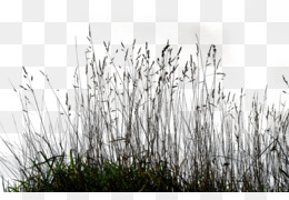 260x180 Tall Grass Png