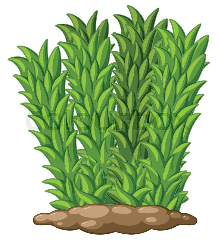 734x800 Tall Grass On The Ground Illustration Stock Vector Colourbox