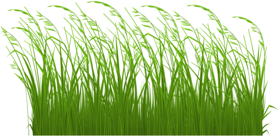 554x271 Download Swamp Vector Grass Clipart Royalty Free Library