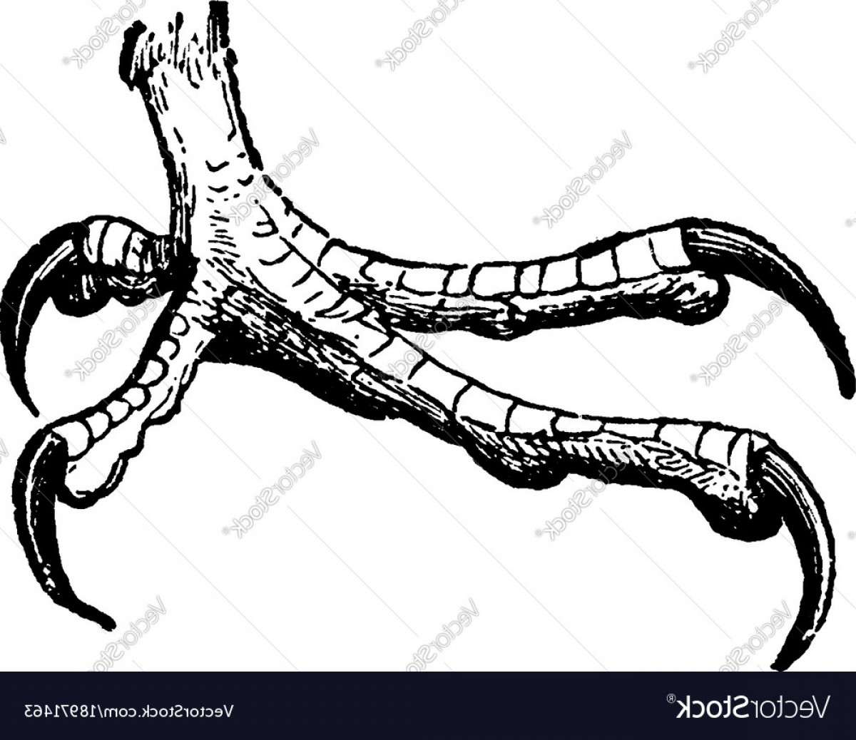 Talon Vector at Vectorified.com | Collection of Talon Vector free for ...