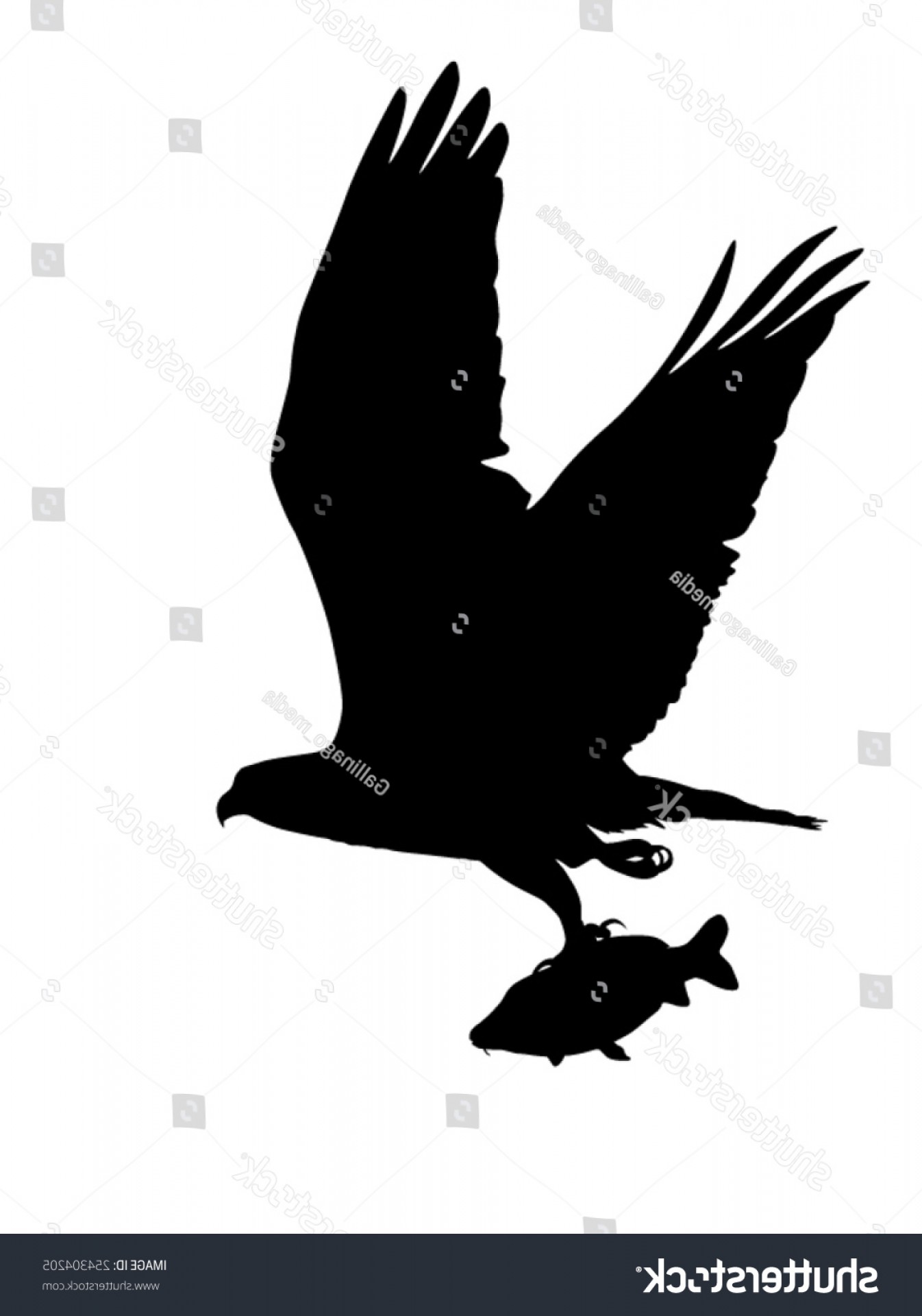 1346x1920 Vector Silhouette Bird Prey Osprey Flight Handandbeak
