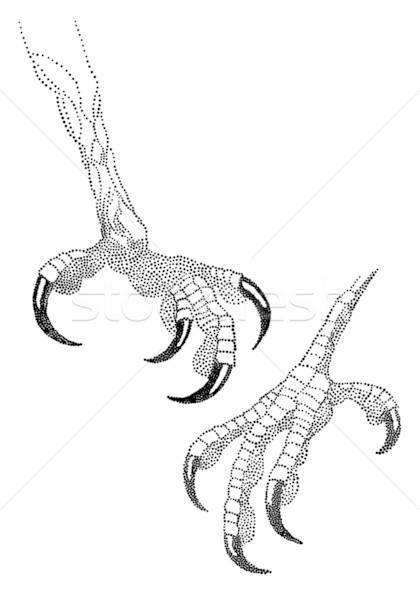 Talon Vector at Vectorified.com | Collection of Talon Vector free for ...