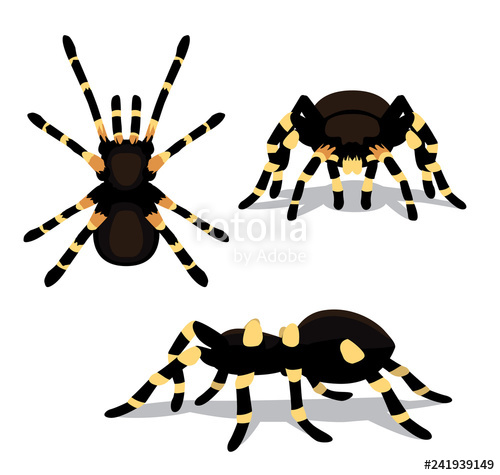 500x475 Spider Tarantula Cartoon Poses Vector Illustration Stock Image
