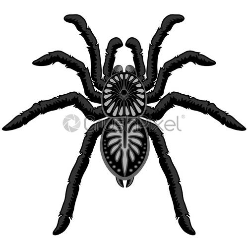 500x500 Spider Tarantula Tattoo Style Black And White Vector Illustration