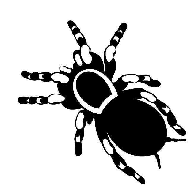 660x660 Tarantula Spider