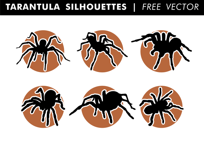 700x490 Tarantula Free Vector Art
