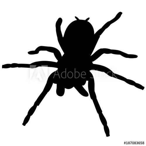 500x500 Tarantula Silhouette Vector Graphics