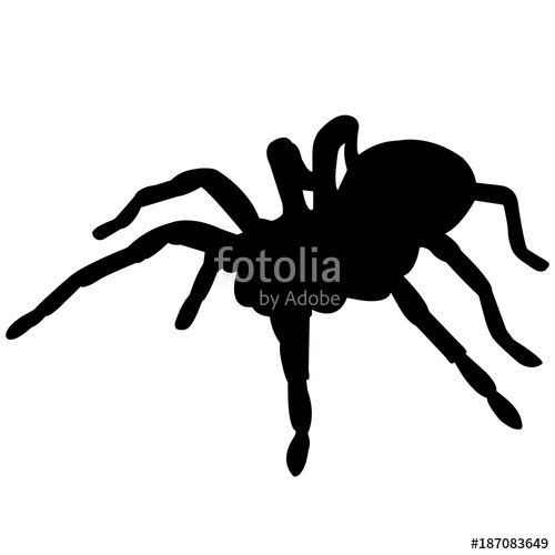 500x500 Tarantula Silhouette Vector Graphics Stock Image And Royalty Free