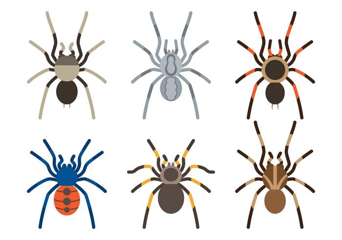 700x490 Tarantula Species