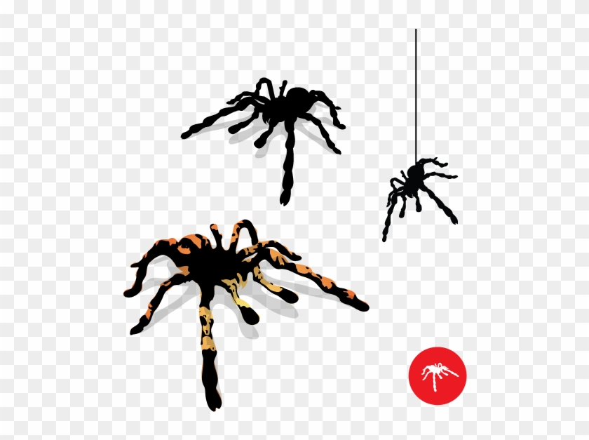 840x627 Tarantula Spider Vector