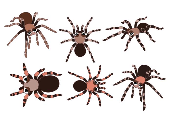 700x490 Tarantula Vectors