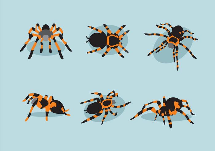 700x490 Various Tarantula Vector
