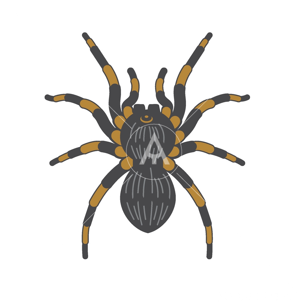 1000x1000 Spider Tarantula