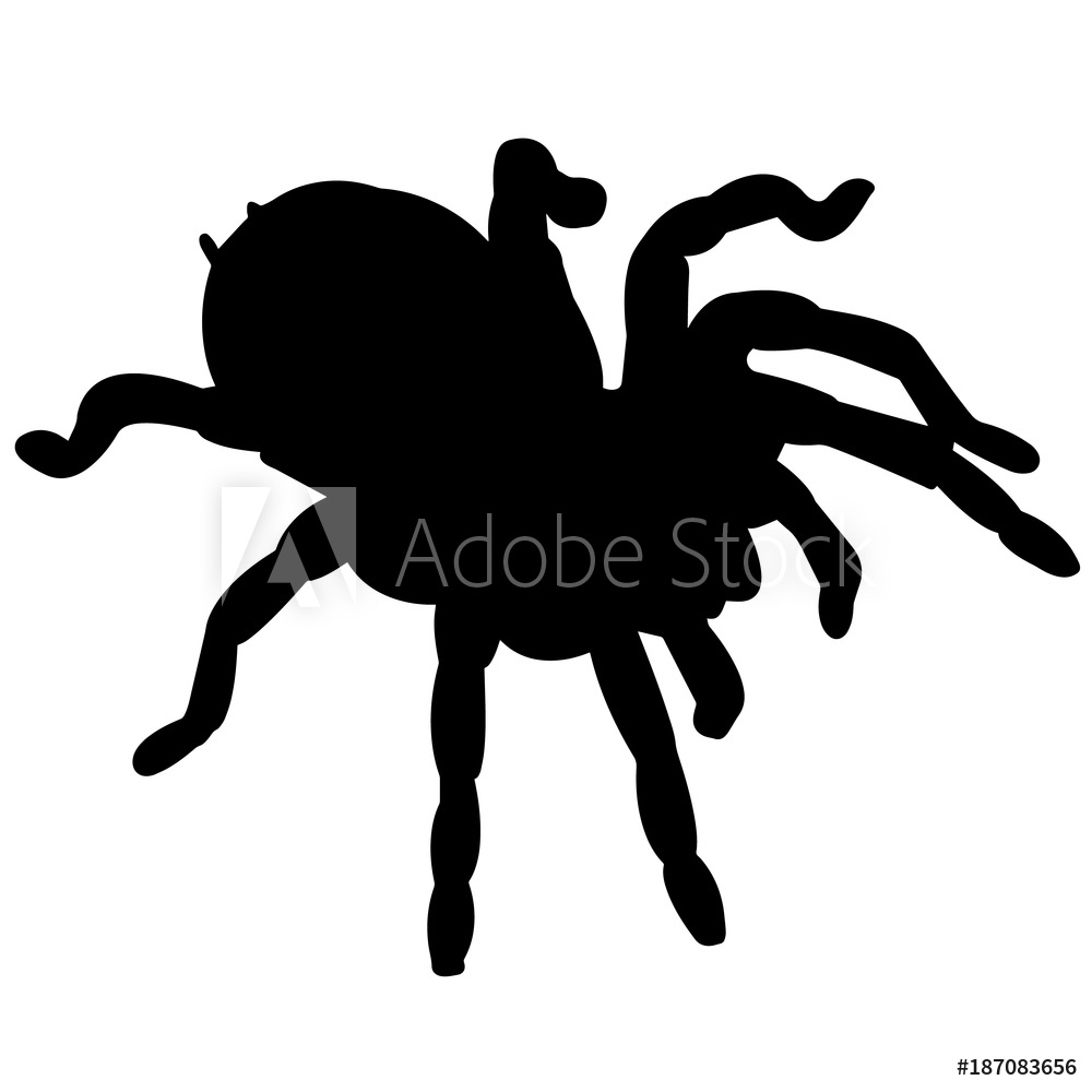 1000x1000 Fotografie, Obraz Tarantula Silhouette Vector Graphics Posters Cz