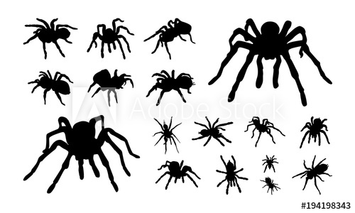 500x300 Set Of Various Tarantula Silhouette Vector Illustration