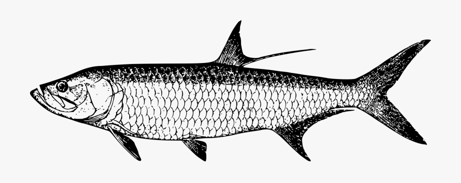 920x366 Tarpon Vector Fish