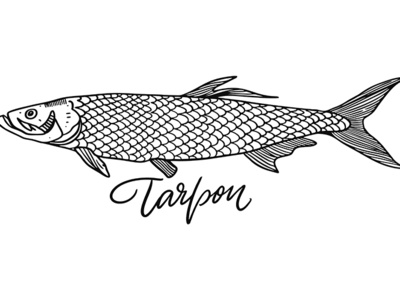 400x300 Tarpon Fish