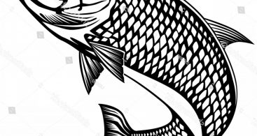 367x195 Best Hd Tarpon Drawings Vector Drawing Vector Images Design
