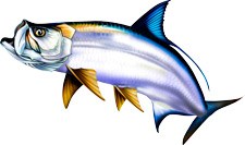 225x133 Tarpon Clipart Free Cliparts Download Images On Clipground