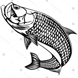 Photostock Vector Steelhead Trout Silhouette Illustration 300x300 Photostock Vector Steelhead Trout Silhouette Illustration
