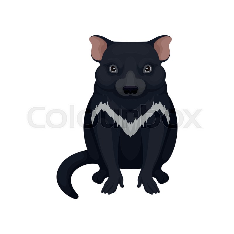 Tasmanian Devil, Front View Stock Vector Colourbox 800x800 Tasmanian Devil, Front View Stock Vector Colourbox