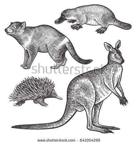 450x470 Tasmanian Devil, Platypus, Wallaby Or Kangaroo, Echidna Hand
