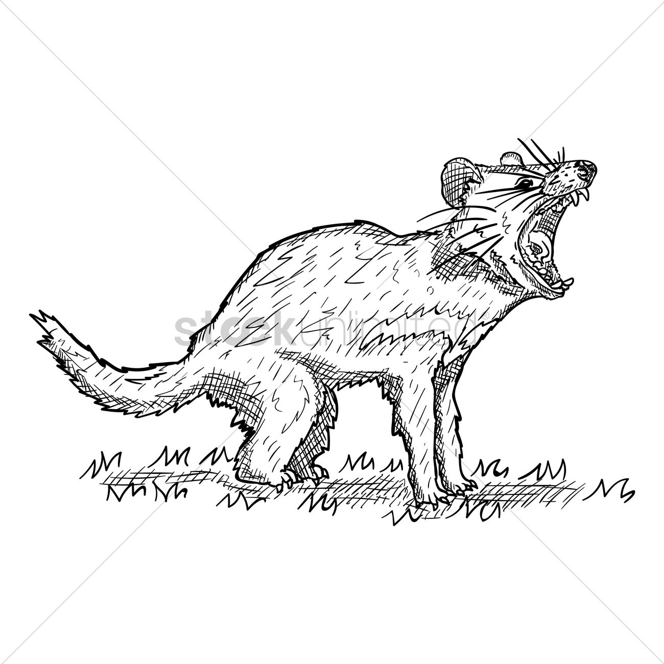 1300x1300 Tasmanian Devil Vector Image