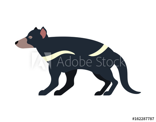 500x391 Tasmanian Devil Isolated Marsupial Wild Beast Animal On White