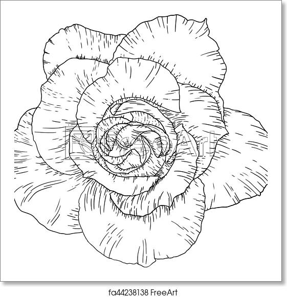 561x581 Free Art Print Of Blackwork Tattoo Flash Rose Flower Highly