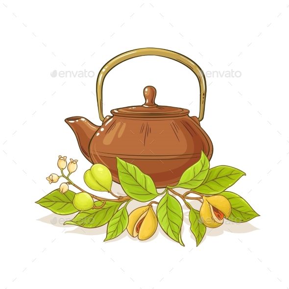 590x590 Nutmeg Tea Vector Illustration Food Vectors Tea Illustration