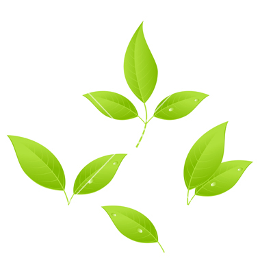 Tea Leaf Vector