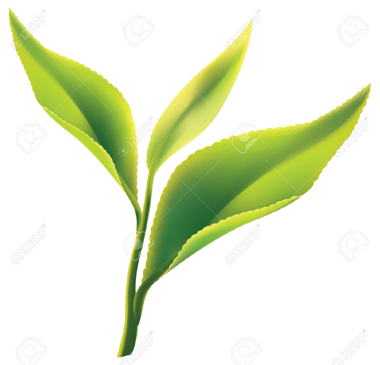 Green Tea Leaves Clipart 1300x1249 Green Tea Leaves Clipart