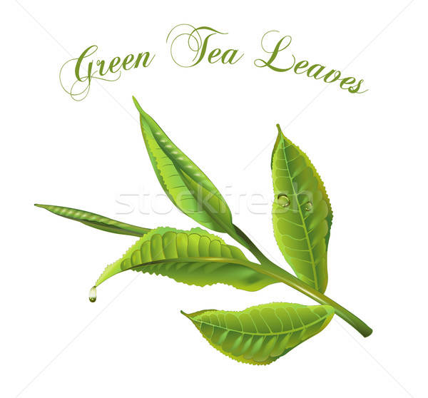 Green Tea Leaves Vector Illustration Anastasiia Savina 600x558 Green Tea Leaves Vector Illustration Anastasiia Savina