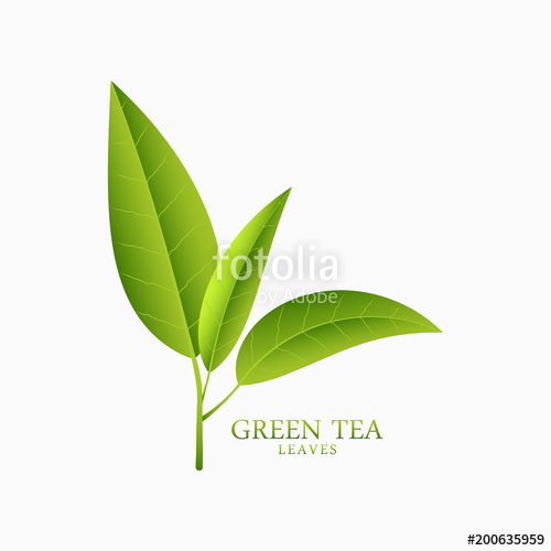 Green Tea Logo Template With Sprig Of Tea Leaves Vector 500x500 Green Tea Logo Template With Sprig Of Tea Leaves Vector