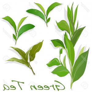 Photostock Vector Green Tea Leaf Vector Illustration Isolated 300x300 Photostock Vector Green Tea Leaf Vector Illustration Isolated