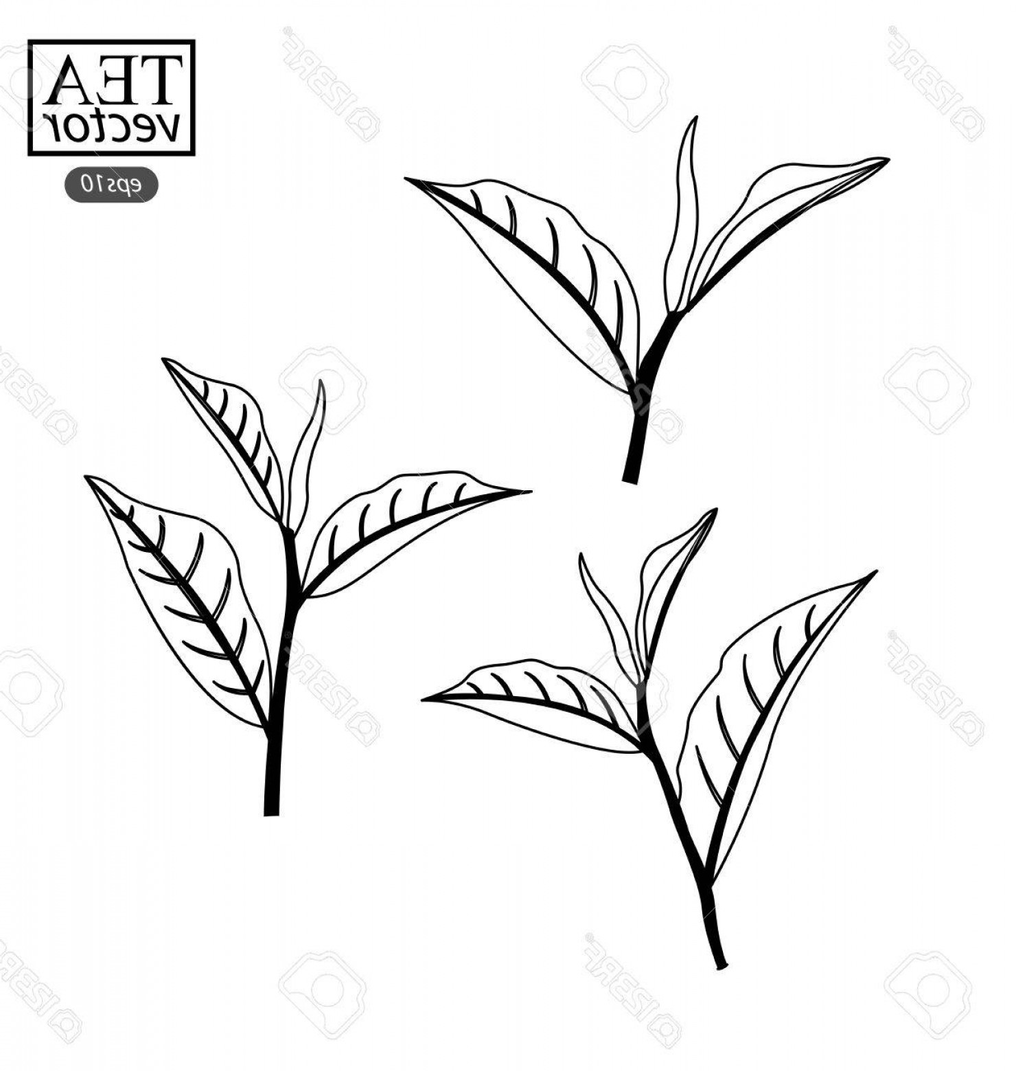 Photostock Vector Tea Leaves Vector Illustration Createmepink 1480x1560 Photostock Vector Tea Leaves Vector Illustration Createmepink