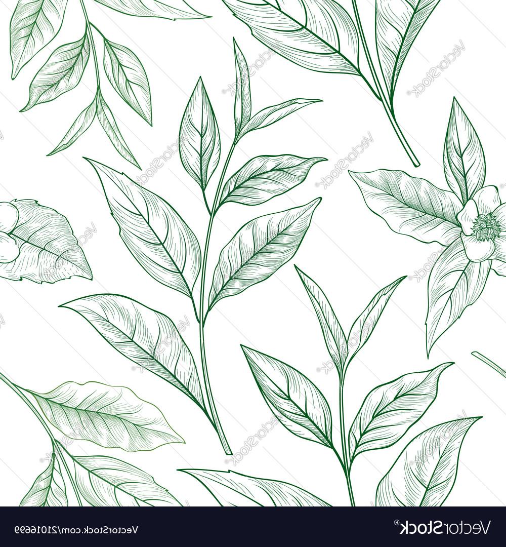 Best Free Tea Leaf Design Vector Design Free Vector Art, Images 1000x1080 Best Free Tea Leaf Design Vector Design Free Vector Art, Images