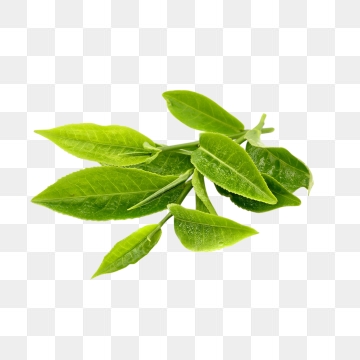 Tea Leaf Png, Vector, And Clipart With Transparent Background 360x360 Tea Leaf Png, Vector, And Clipart With Transparent Background