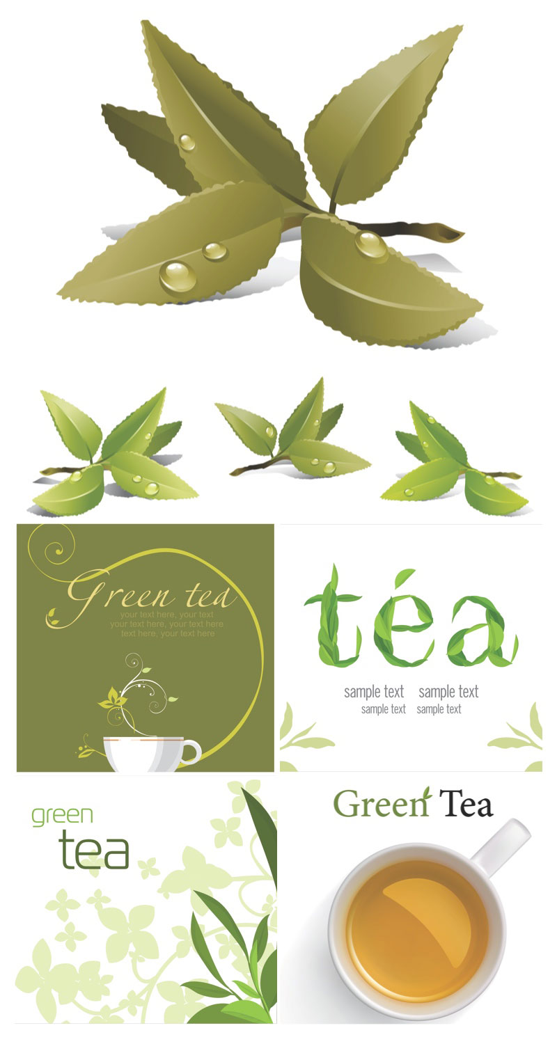 Tea Leaves Vector Free Stock Vector Art Illustrations 800x1500 Tea Leaves Vector Free Stock Vector Art Illustrations