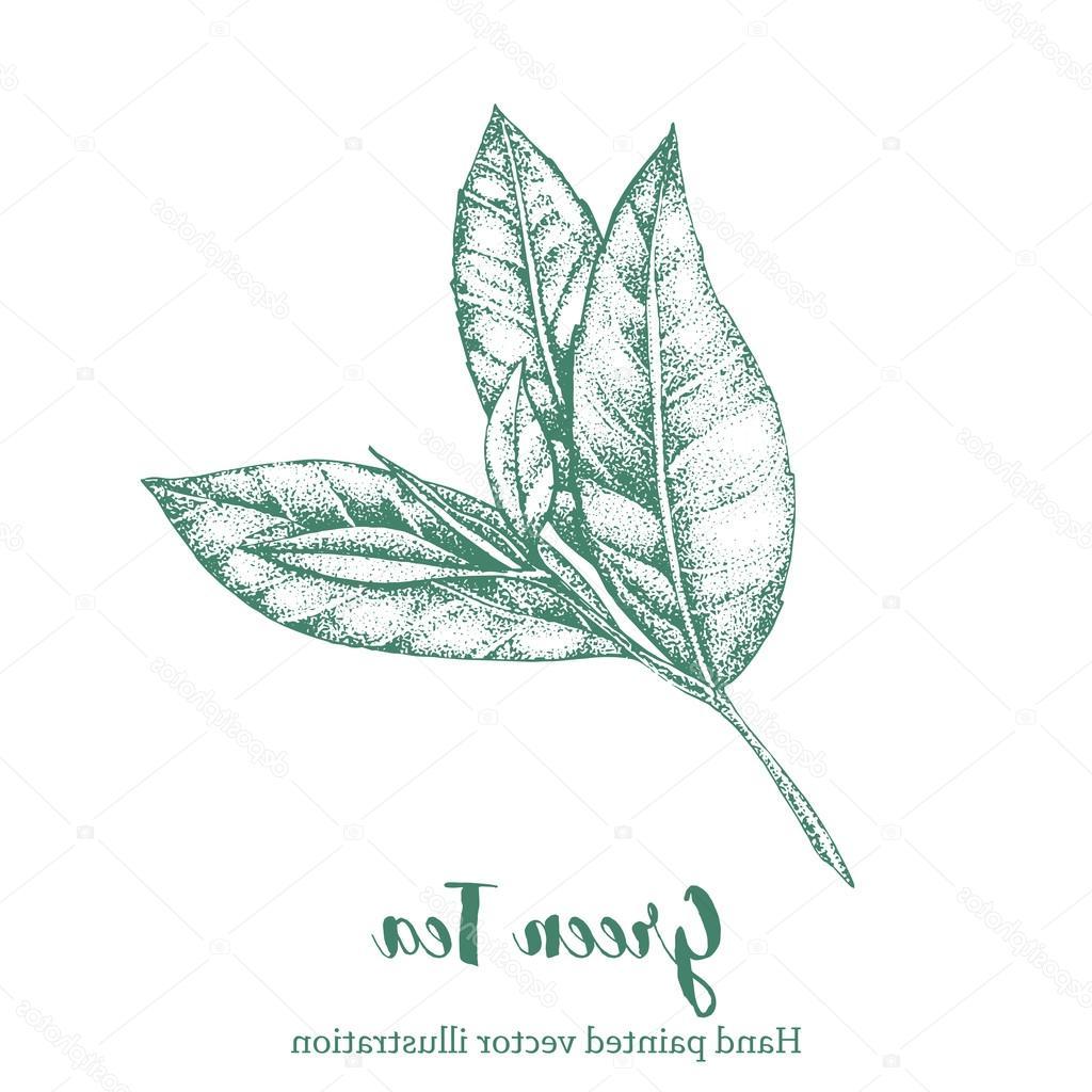 Best Hd Tea Leaf Painting Vector Cdr Free Vector Art, Images 1024x1024 Best Hd Tea Leaf Painting Vector Cdr Free Vector Art, Images