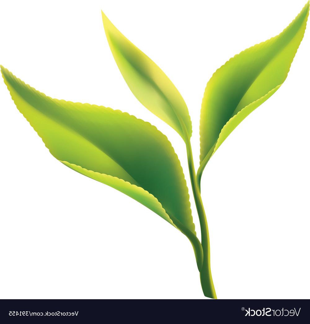 Unique Tea Leaf Illustration Vector Image Free Vector Art 1000x1046 Unique Tea Leaf Illustration Vector Image Free Vector Art