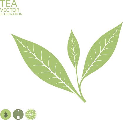 Tea Leaf Isolated On White Background Vector 419x409 Tea Leaf Isolated On White Background Vector